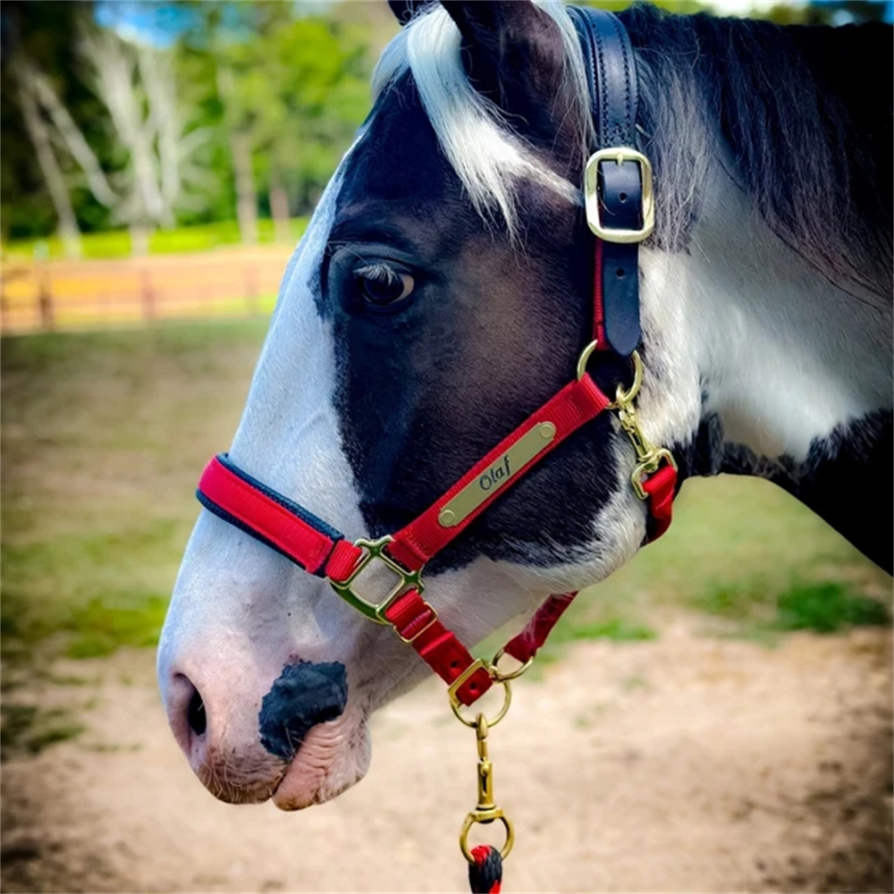 Embroidery Alphabet - 2pcs Custom Horse Name Martingale Plate